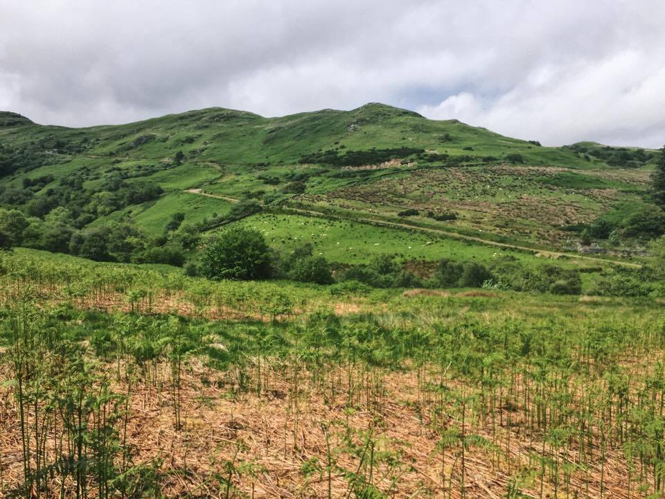 beinn an tuirc kintyre gin tree planting scheme