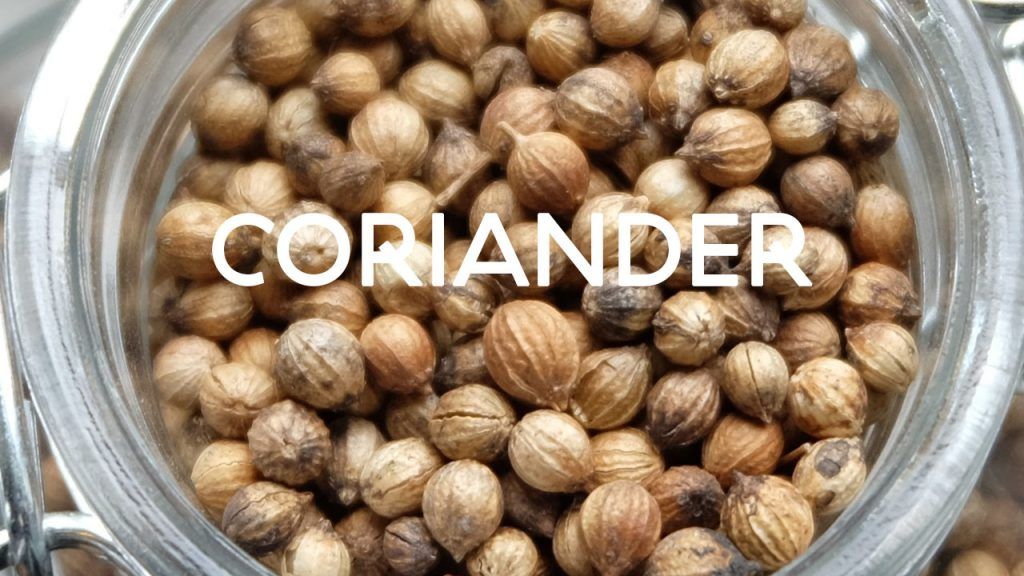 coriander