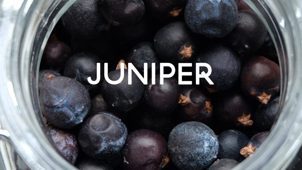 juniper