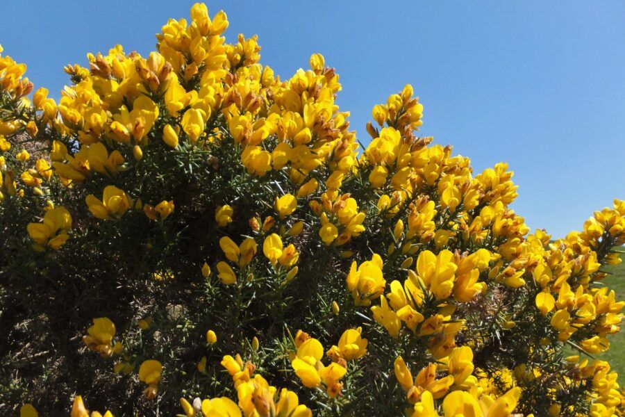 Boar Botanicals: Gorse