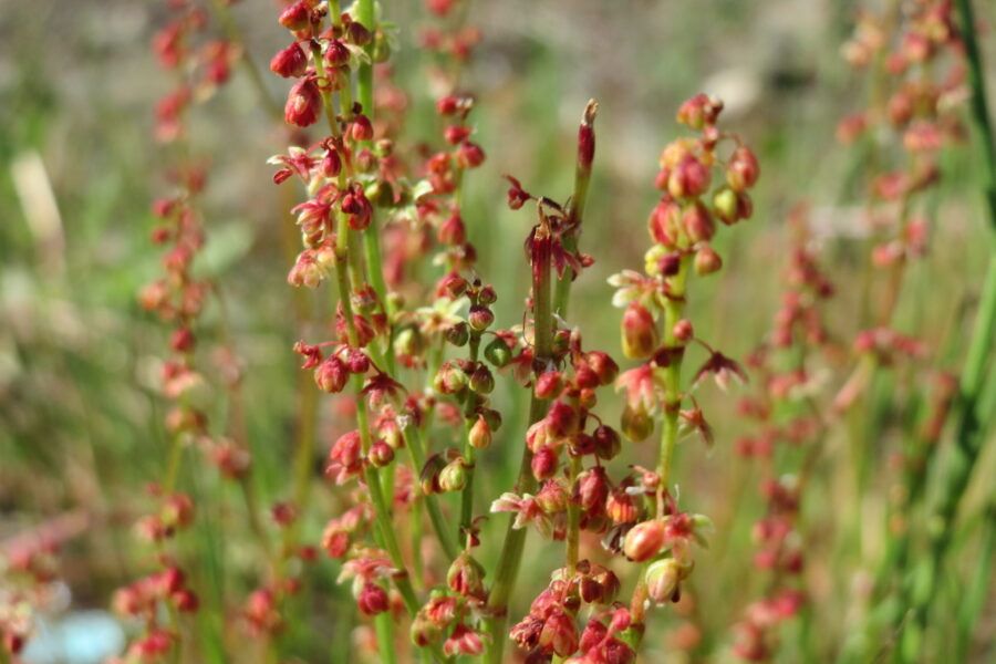 Boar Botanicals: Sheep Sorrel