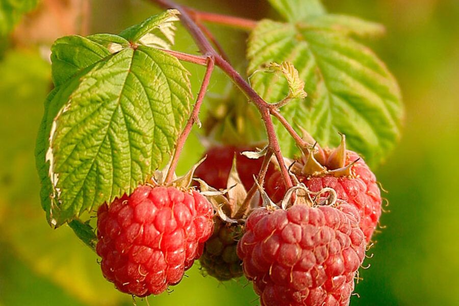Boar Botanicals – Raspberries