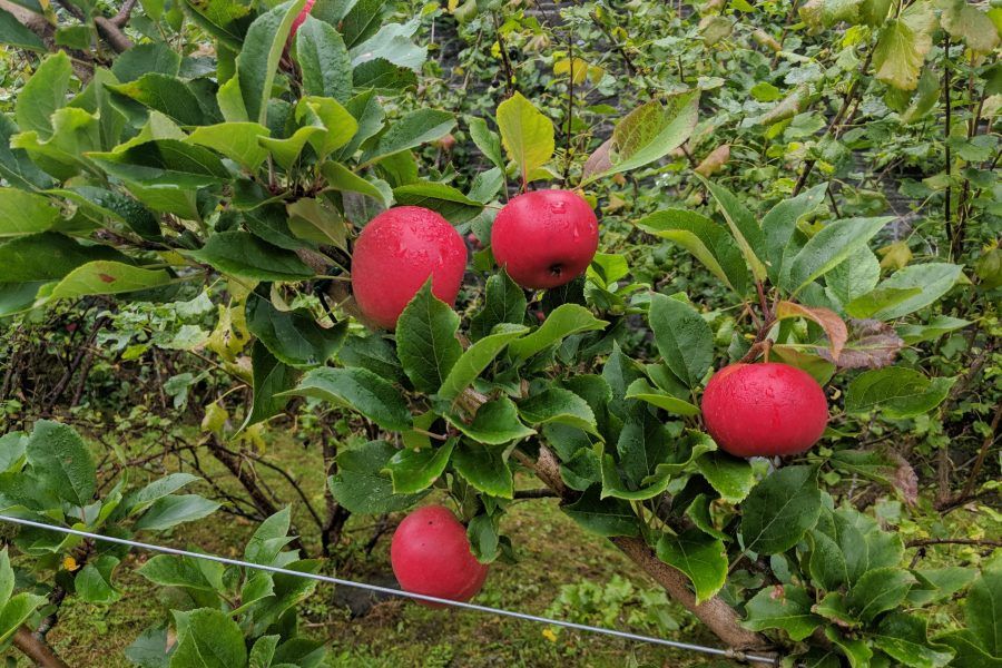 Apple tree and fruit planting at Torrisdale
